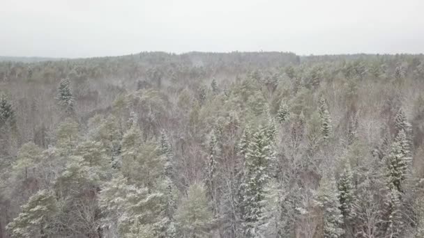 Luchtfoto van een winter woods besneeuwde boomtak in een uitzicht op het bos van de winter — Stockvideo