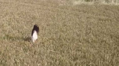 Anteni - köprü sarı buğday alanında yürüyüş beyaz elbiseli Genç kadın