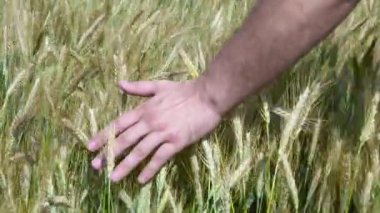 Çiftçiler el güneşli alan kulaklarında buğday okşadı. Yakın çekim. 4k.