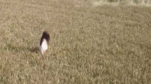 Aerial - Giovane cavalcavia in abito bianco che cammina nel campo di grano giallo — Video Stock