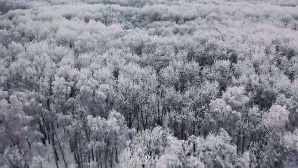 Letecký pohled na zimní les. Letět nad zmrazený zasněžené smrk a borovice — Stock video
