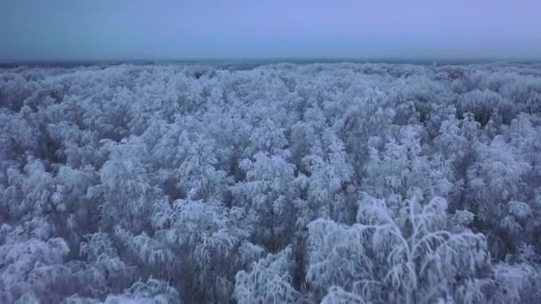 Εναέρια άποψη του δάσους του χειμώνα. Πετούν πάνω από την παγωμένη χιονισμένο έλατο και πεύκα — Αρχείο Βίντεο