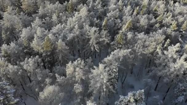 Вид с воздуха на зимний лес. Летать над замерзшей снежной елкой и соснами — стоковое видео