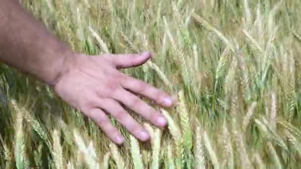 Mann Hand läuft durch Weizenfeld. männliche Hand, die Weizenohren in Nahaufnahme berührt. Landwirt. Erntekonzept. Erntekonzept. — Stockvideo