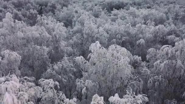 Flygfoto över en vintersnötäckt tallskog. Vinterskogens struktur. Flygfoto. Flygdrönare syn på en vinter landskap. Snötäckt skog. — Stockvideo