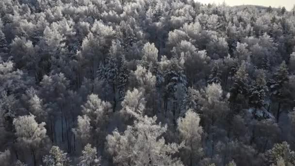 Vista Aérea Pinhal Coberto Neve Inverno Textura Floresta Inverno Vista — Vídeo de Stock