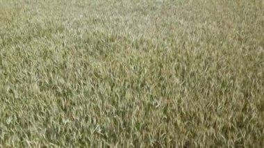 Sunrise, üstten görünüm, buğday alan. Robot atış: güneşli sabah rüzgarda sallanan buğday kulaklar. Hasat ve ürün kavramı.