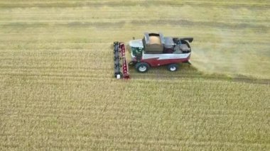 Büyük birleştirme hasat hasat bir kapsayıcı kuşku dolu olduğu için tahıl kaldırmak hazırlar. Havadan görünümü. Uçan altın buğday alanının üstündeki.