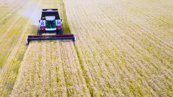 Vista aérea do moderno combinar colheita de trigo no campo. Voando diretamente acima combinar. Vista superior. Cenário agrícola . — Vídeo de Stock