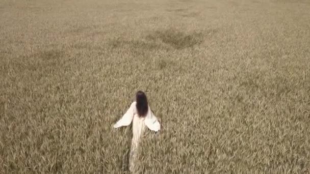A woman walks the wheat field in a white dress and guides her hand along the tops of wheat spicas — Stock Video