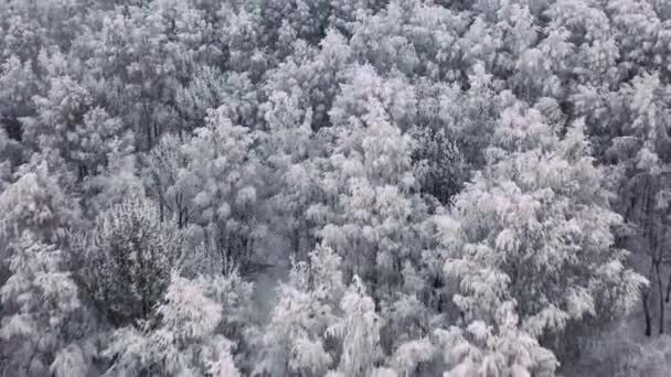 Воздушные замерзшие сосны и ели в снегу зимой. Много деревьев, леса. Толстый вид на лес с воздуха. Съёмки беспилотника . — стоковое видео