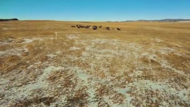 Paarden loopt door herfst grasland door luchtfoto drone — Stockvideo
