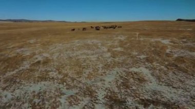 Kazakistan ovalarında sonbaharda otlayan atlar havadan görüntüleri