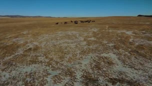 Εναέρια πλάνα των αλόγων που βόσκουν στις πεδιάδες του Καζακστάν το φθινόπωρο — Αρχείο Βίντεο