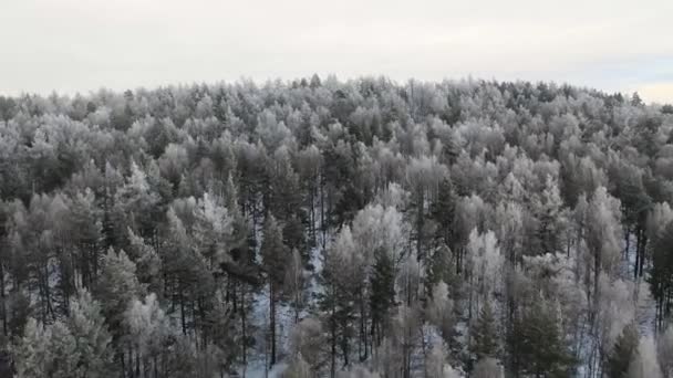 Gladde lucht hoofd over de winter filmische drone schot van Noors bos. Flying camera. — Stockvideo