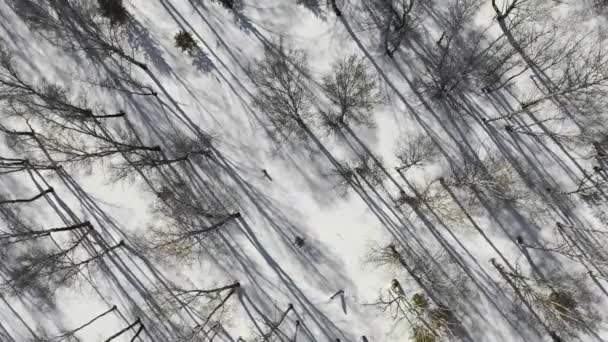 冬森の風景と夕日、冬の雪の木、美しい自然、撮 — ストック動画