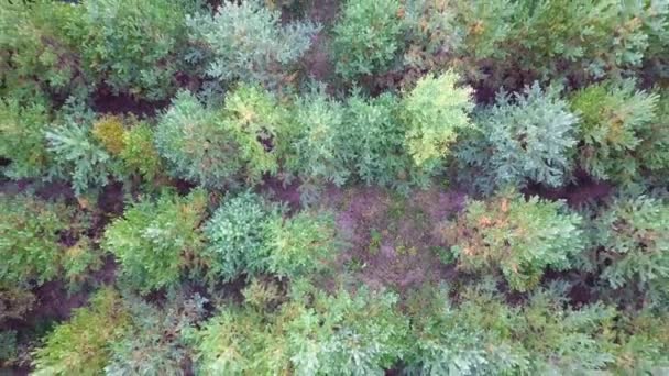 Nové lety stromy vysázeny pro kácení na dovolenou. Nová let plantáže. Letecký pohled. — Stock video