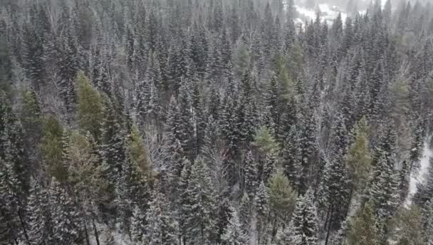 Drönare flyger över tall- och granskog vinterskog i snöigt väder — Stockvideo