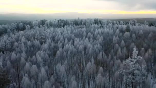 FECHAR AERIAL: Primeiros raios de sol brilhando através de árvores de abeto congeladas no nascer do sol de inverno. Voando sobre infinitas copas de abeto cobertas de neve e gelo no lindo pôr-do-sol de inverno. Floresta na manhã de inverno — Vídeo de Stock