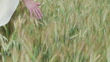 haşhaş ve onları yaz gün kopya alan arka plan üzerinde güneş ışınları ile dokunmadan buğday dolu bir alanda yürüyen kadın