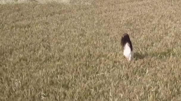 Bir kadın beyaz bir elbise buğday alanına yürüyor ve elini buğday spicas üst kısımları boyunca size yol gösterir — Stok video