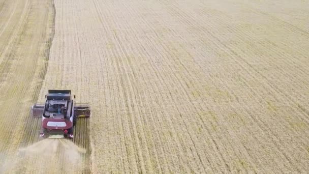 Машина для сбора урожая пшеничного поля работает. Комбайновые машины для сельского хозяйства, собирающие пшеничное поле золотого созревания. Сельское хозяйство Вид с воздуха — стоковое видео