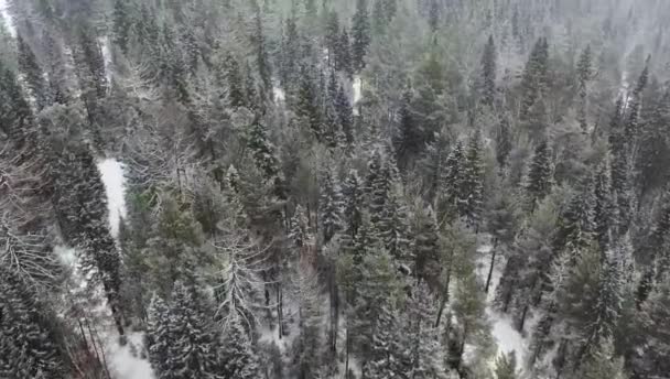 Flygvy till snöiga skogar och kullar. Molnigt illa mulet dimmigt väder. drönare flygning över vinterskogen — Stockvideo