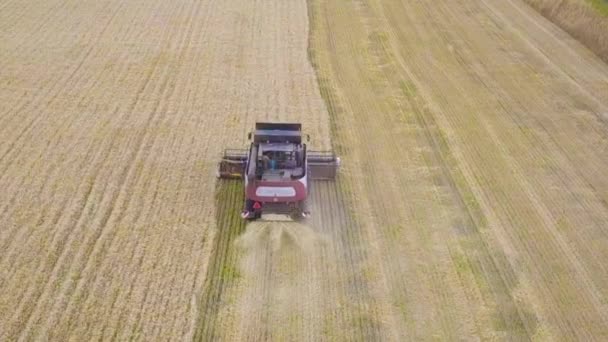 Raccoglitrice per la raccolta di campi di grano. Combinare raccoglitore macchina agricola raccolta campo di grano maturo d'oro. Agricoltura. Vista aerea — Video Stock