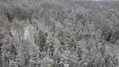 Anteni: karlı orman ve tepeler üzerinde uçan.