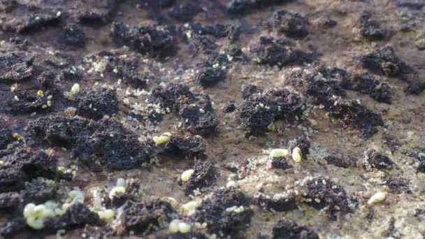 Ameisen tragen ihre Eier auf dem Boden — Stockvideo