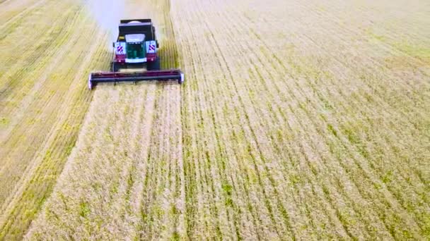 Combine harvest sunflower. During the day. Aerial shoot. In autumn. — Stock Video