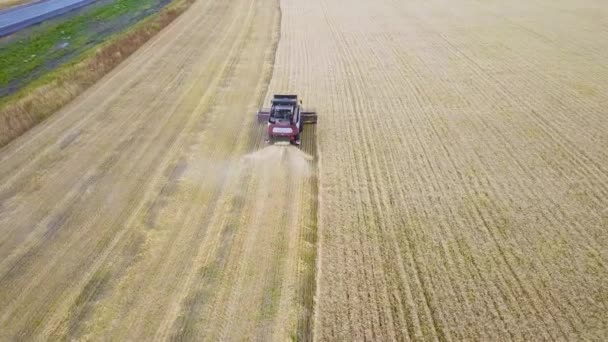 Combine la récolte de tournesol pendant la journée. Aérien. En automne . — Video