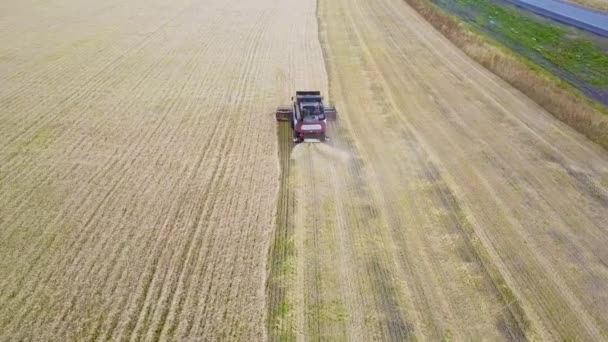 Skördaren maskin att skörda vete fält arbetar. Kombinera skördare jordbruket maskin skörd gyllene mogna vetefält. Jordbruk. Flygfoto — Stockvideo