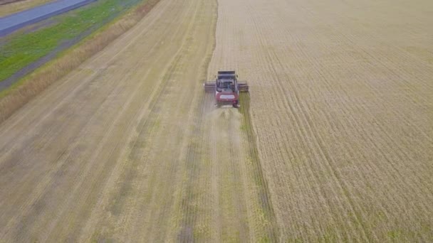 Raccoglitrice per la raccolta di campi di grano. Combinare raccoglitore macchina agricola raccolta campo di grano maturo d'oro. Agricoltura. Vista aerea — Video Stock