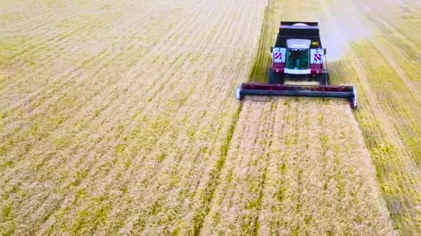 The large combine harvester prepares to unload the grain because a container of the harvester is full of grain. Aerial view. Flying above golden wheat field. — Stock Video
