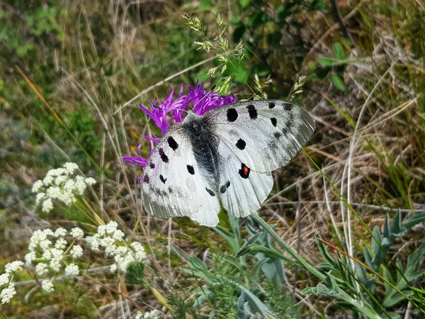 Apollo-Schmetterling oder Berg-apollo, sitzend auf der rosa Blume in der Natur. Sommerszene von der Wiese. — Stockfoto