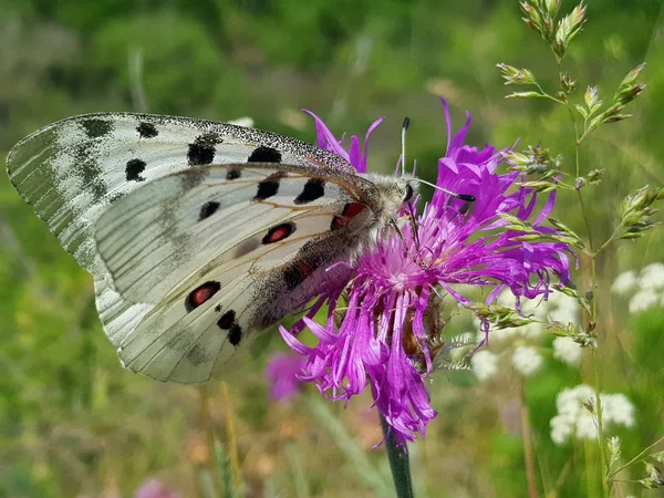 Sommerszene. apollo-Schmetterling oder Berg-apollo, sitzend auf der rosa Blume in der Natur. schönes Insekt mit rosa Blume. — Stockfoto