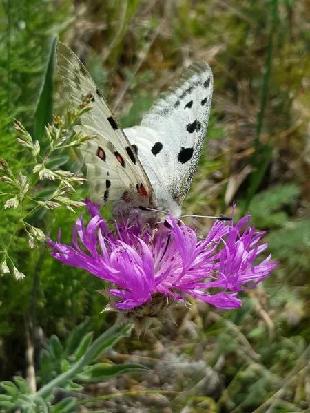 Apollo-Schmetterling oder Berg-apollo, sitzend auf der rosa Blume auf der Wiese. schönes Insekt mit rosa Blüte. Sommer — Stockfoto