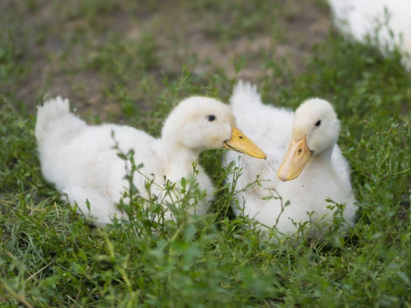 Two little cute duckling in the green grass. — Stock Photo, Image