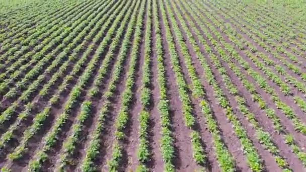 Drone vlucht over aardappelveld. Genetisch modificatie van landbouw planten concept — Stockvideo