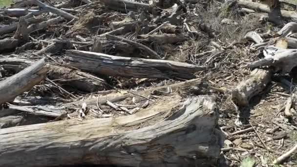 Вид с воздуха на разбитые леса после шторма. Полет над сломанными деревьями . — стоковое видео