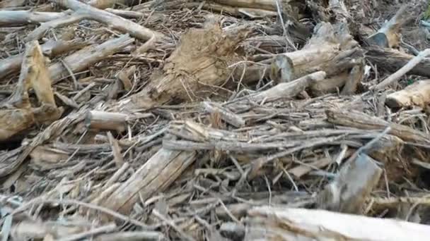 Vue aérienne d'une forêt brisée après la tempête. Vue du dessus — Video