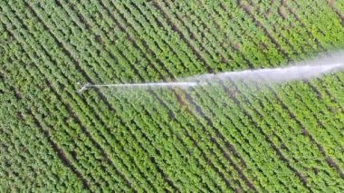 Alan havadan çekim sulama sprinkler üst görünümü.