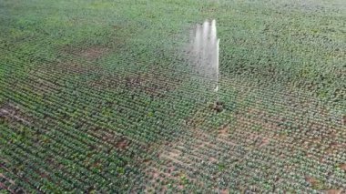 Fıskiyelerle sulanan yeşil alanların üst görünümü.