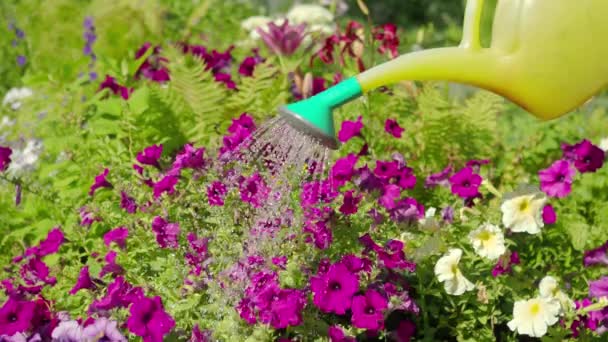 Zalévání květin v zahradě venkovského domu. Zavřít pohled — Stock video