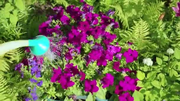 Közelből kilátás öntözési virágok a kertben egy vidéki ház — Stock videók