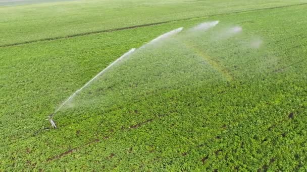 Il punto di vista dei droni. Irrigazione irrigatori nel campo tiro aereo . — Video Stock