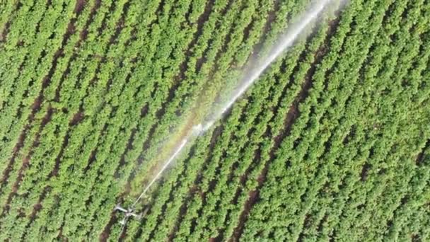 Aerial view: Irrigation sprinklers in the field. — Stock Video