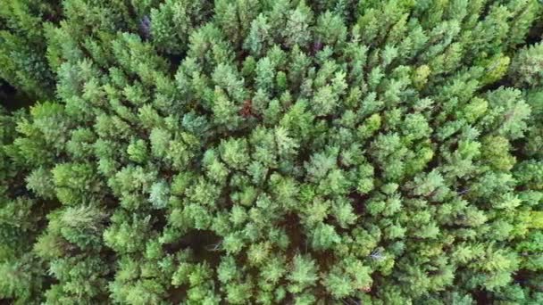 Aéreo. Voo sobre a floresta verde . — Vídeo de Stock