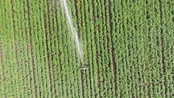 Visão serial superior: Aspersores de irrigação no campo. Rega no campo — Vídeo de Stock